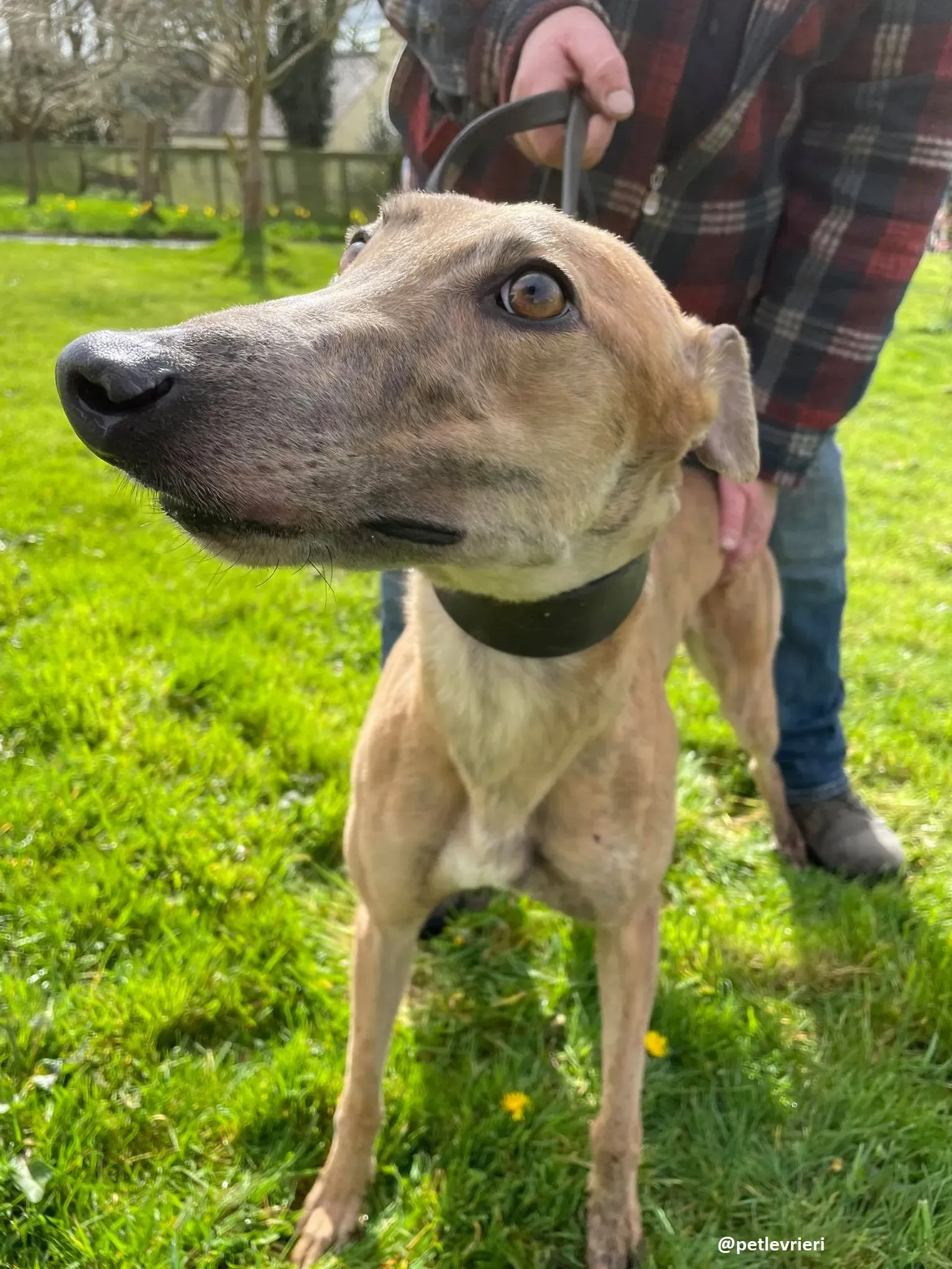 tammy adozione greyhound 8