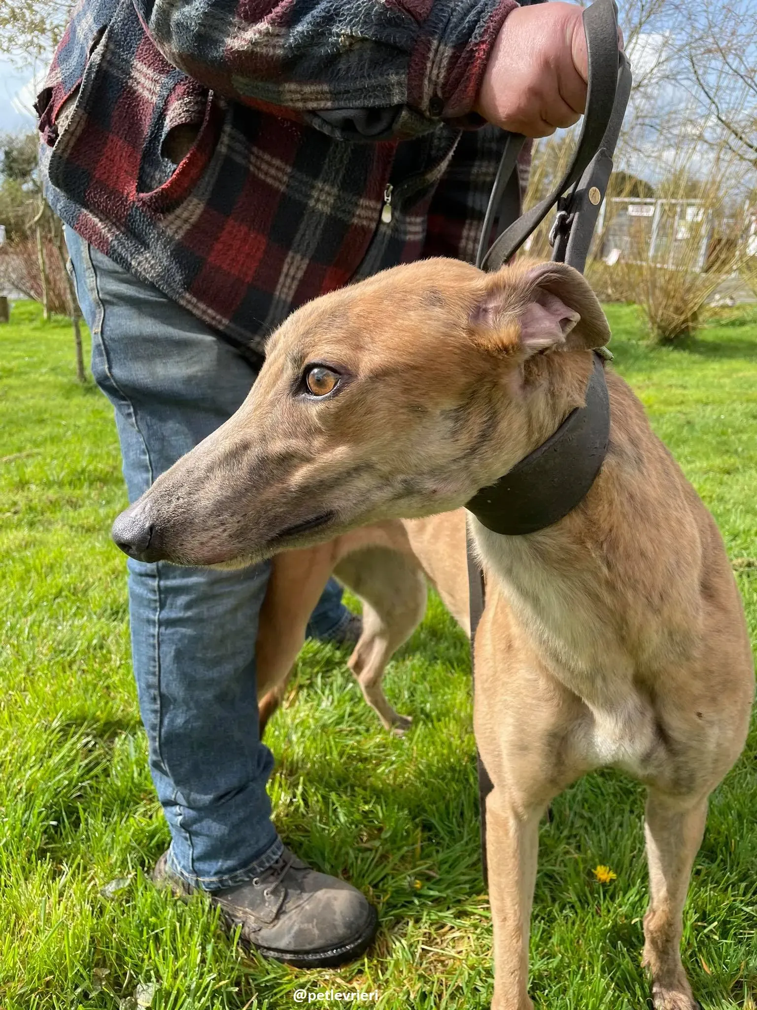 tammy adozione greyhound 9