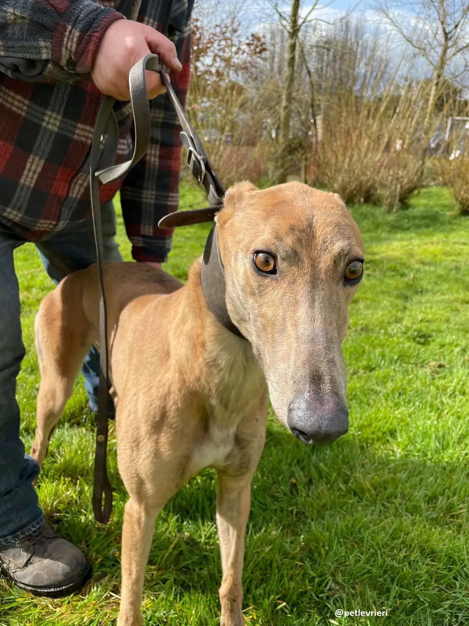 tammy adozione greyhound