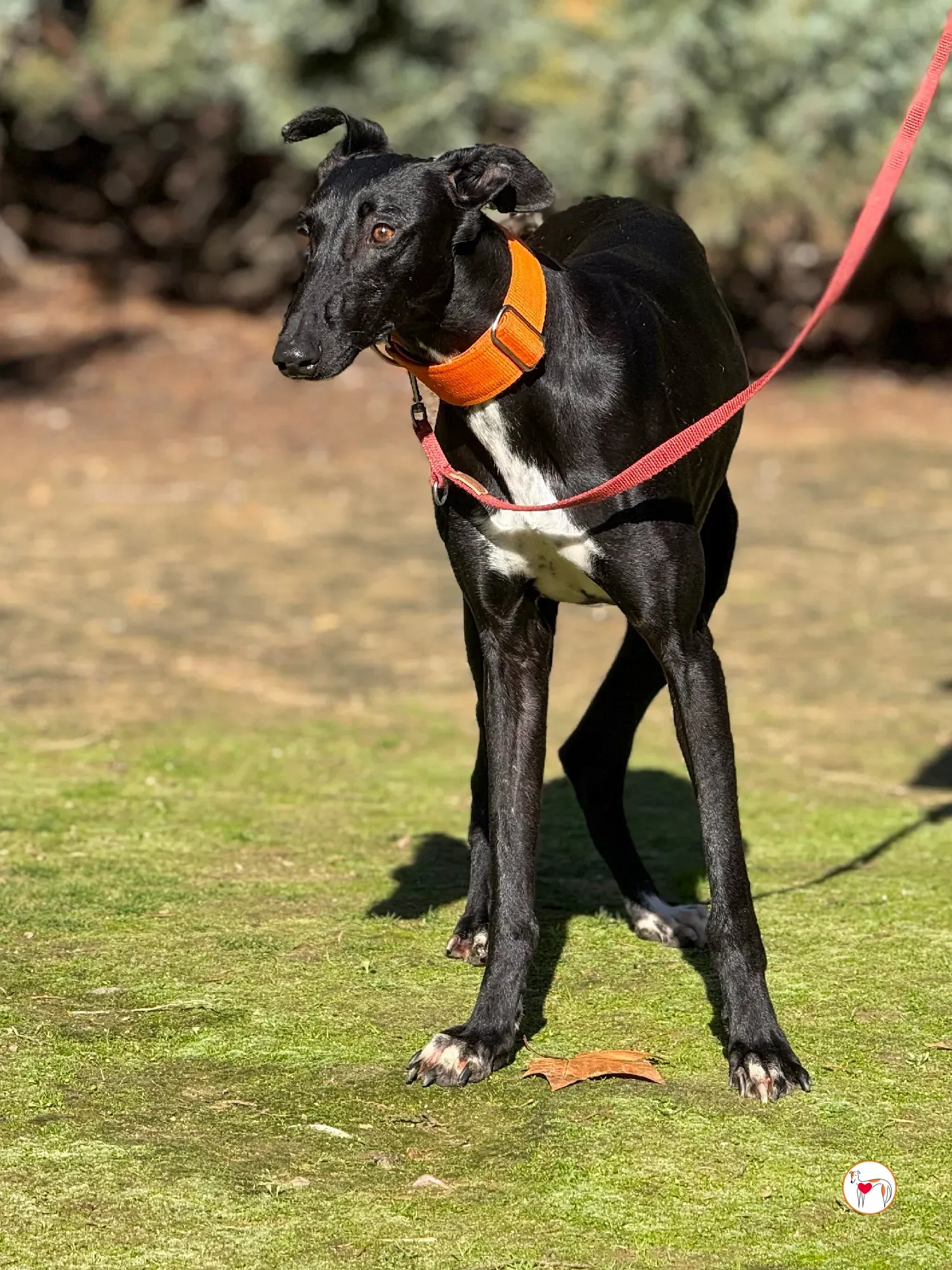 tana galgo adozione 1