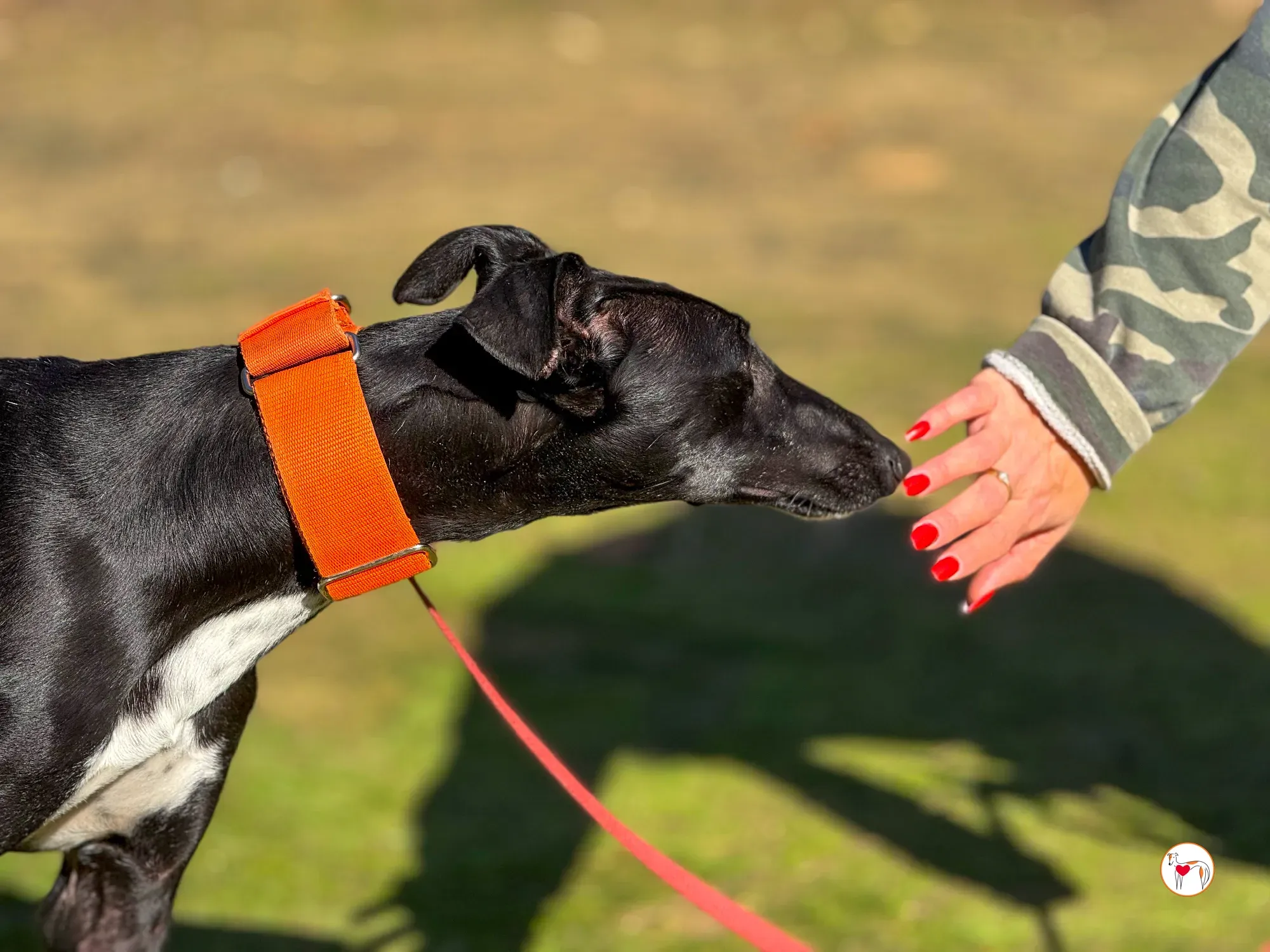 tana galgo adozione 10