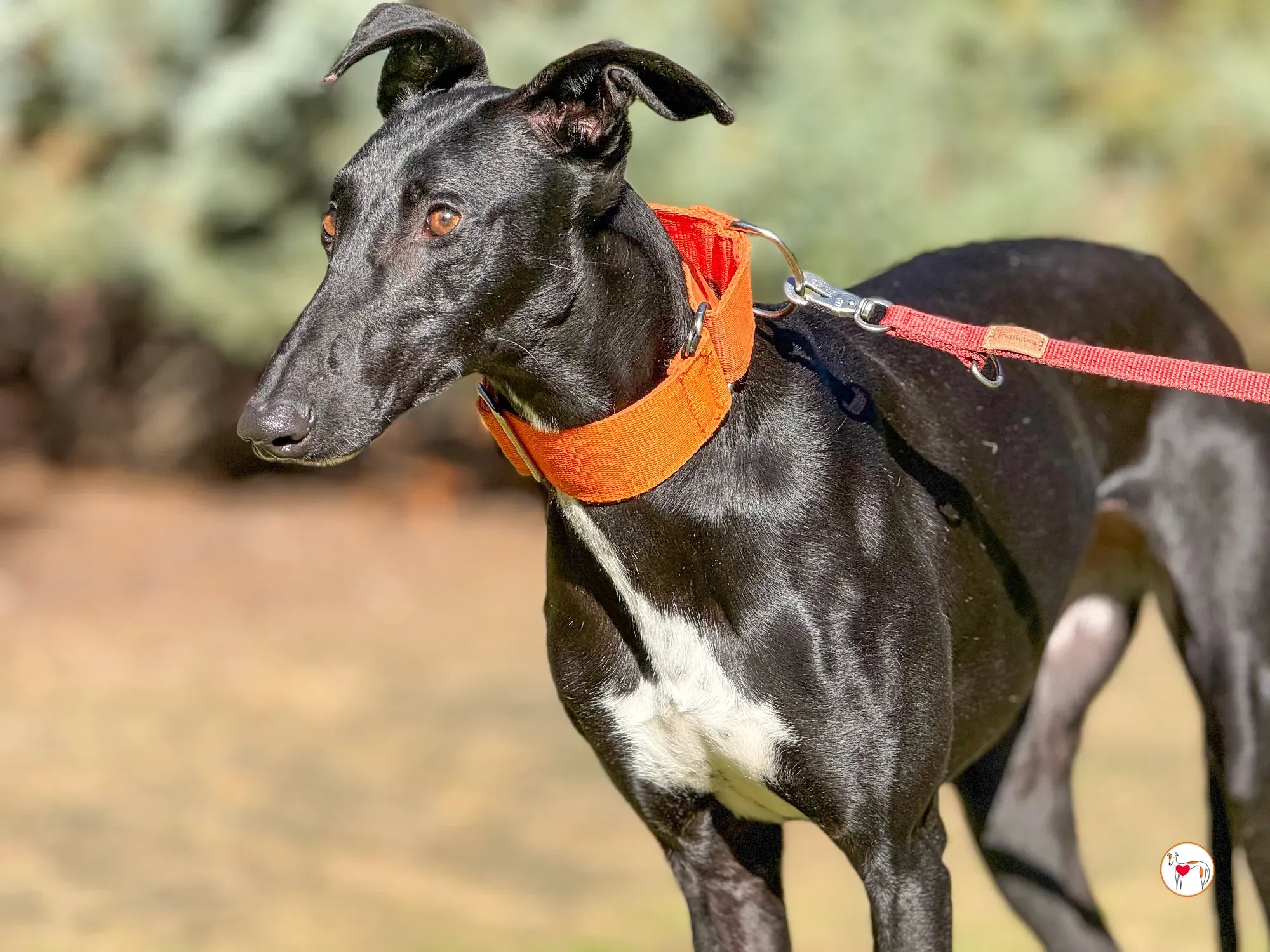 tana galgo adozione 11