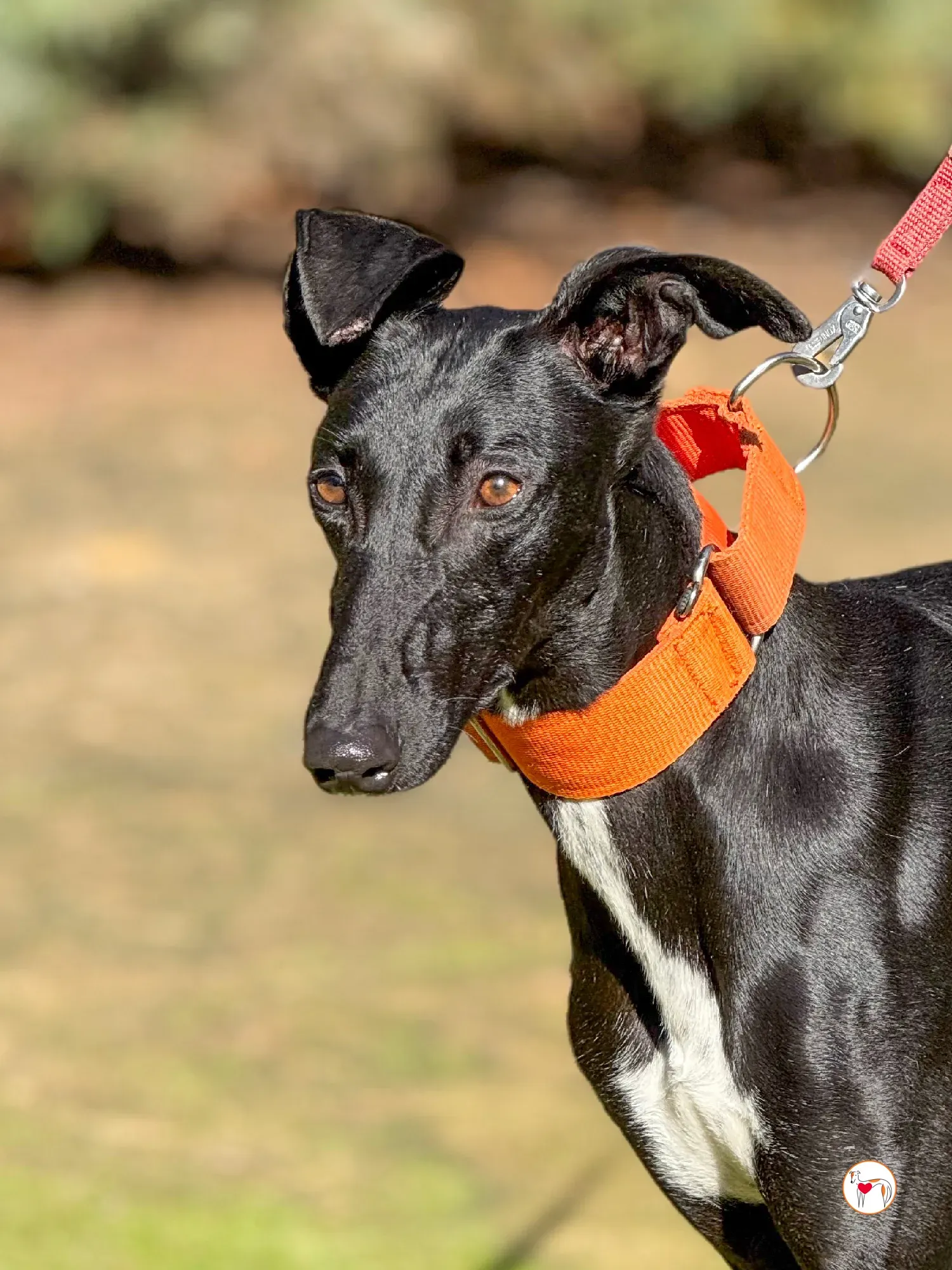 tana galgo adozione 12