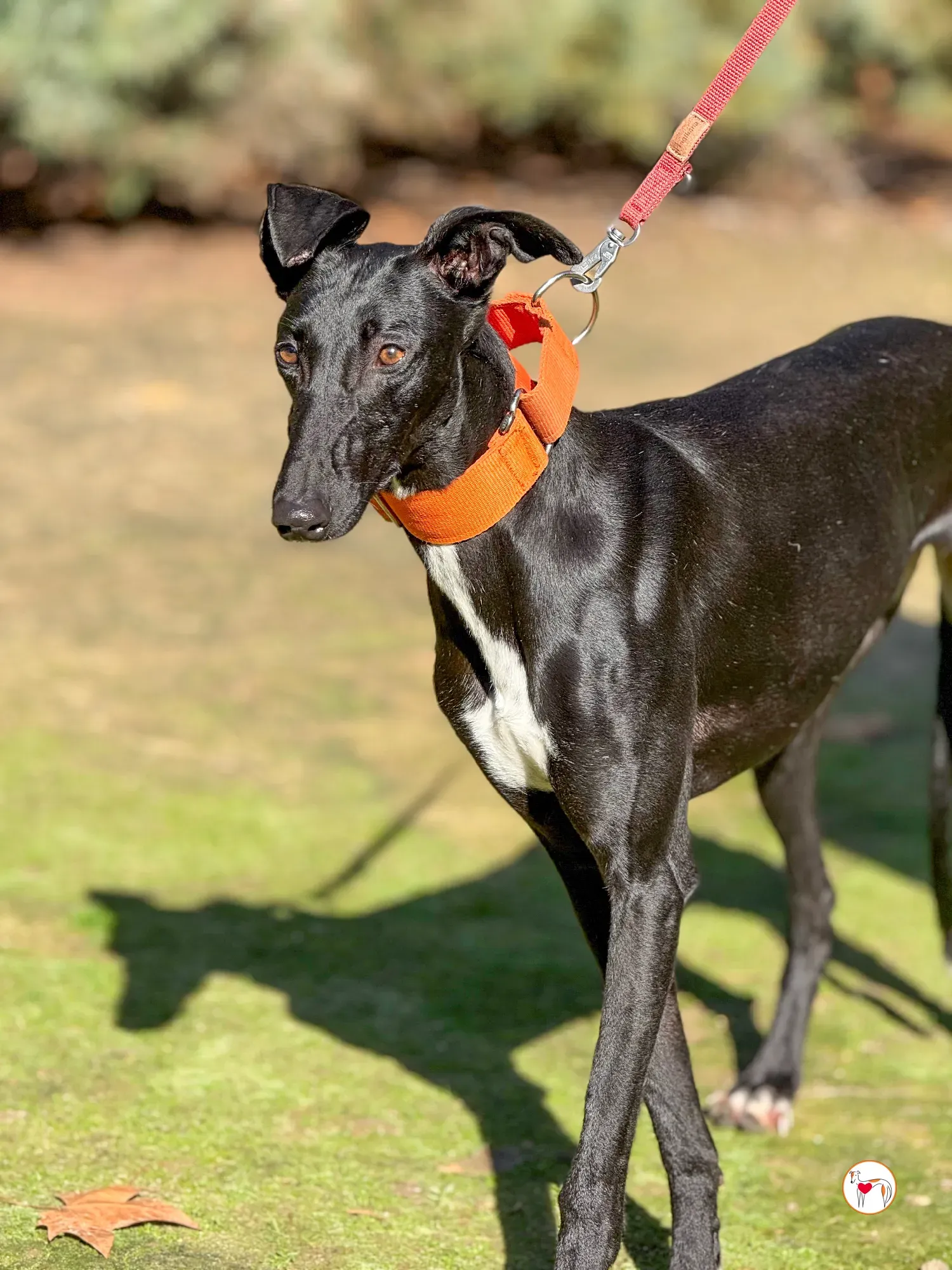 tana galgo adozione 13