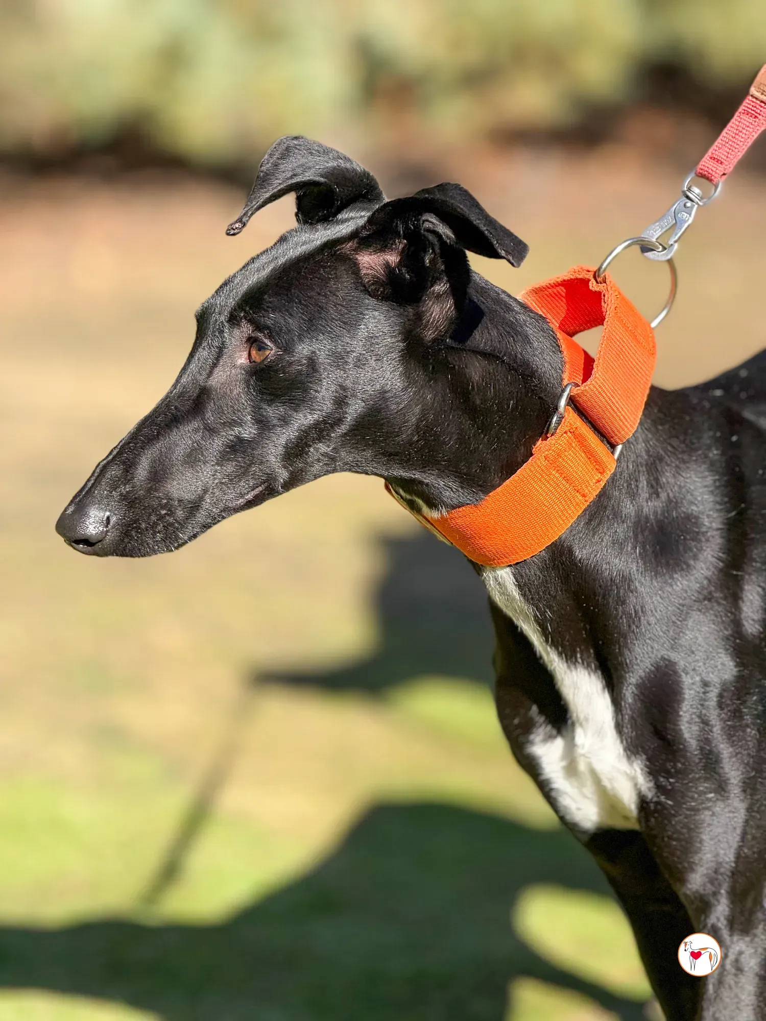 tana galgo adozione 14