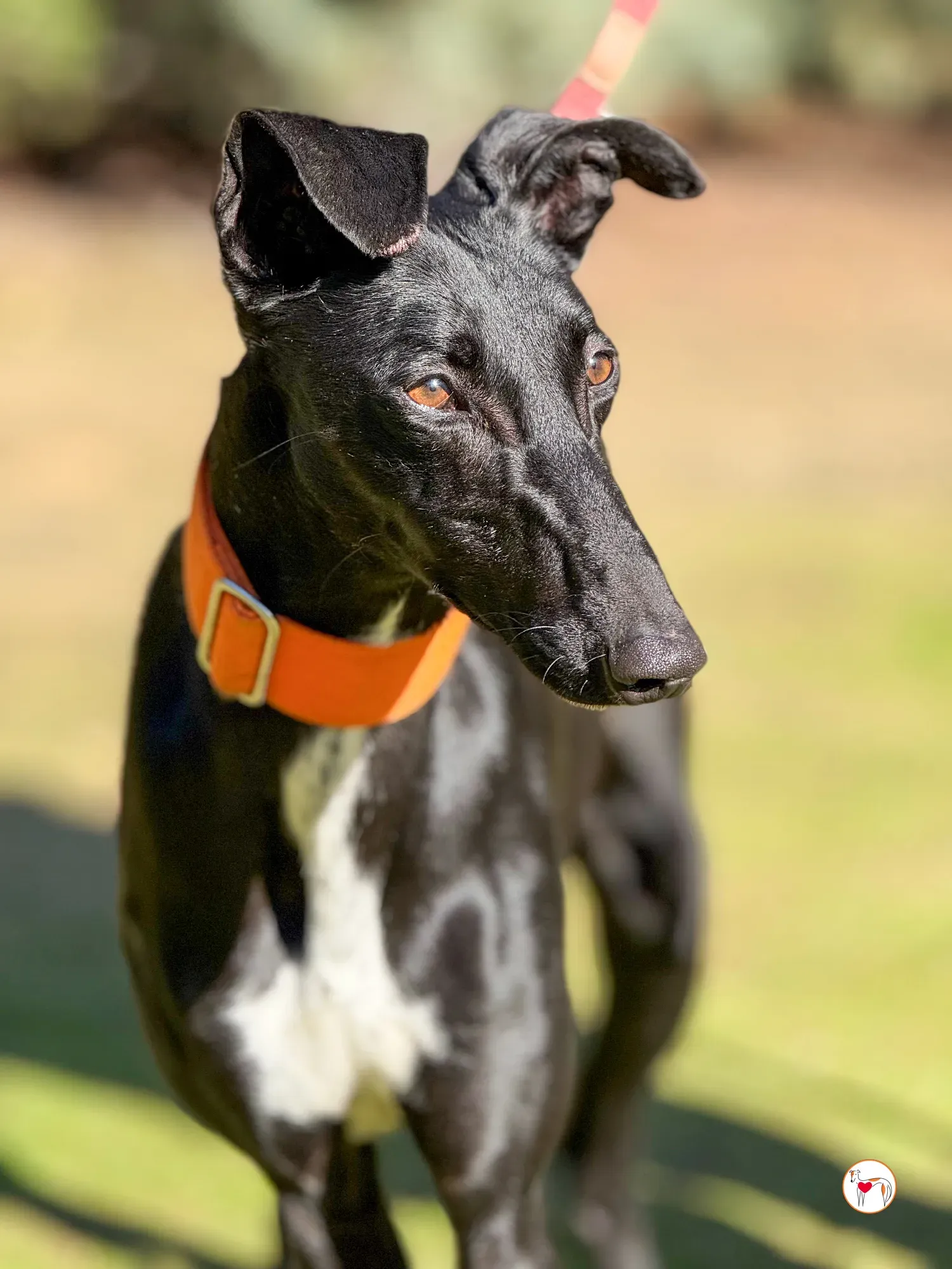 tana galgo adozione 15