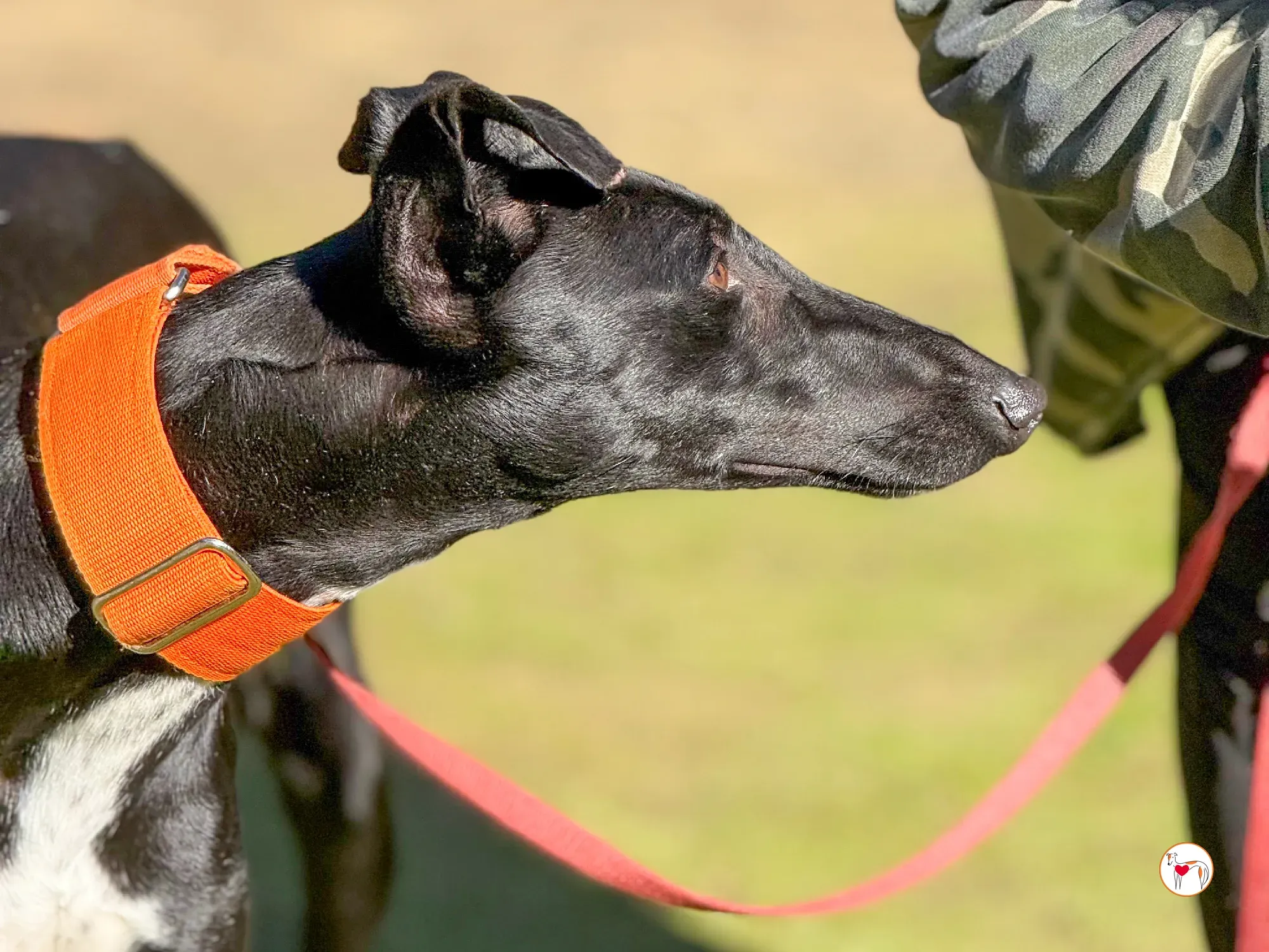 tana galgo adozione 16