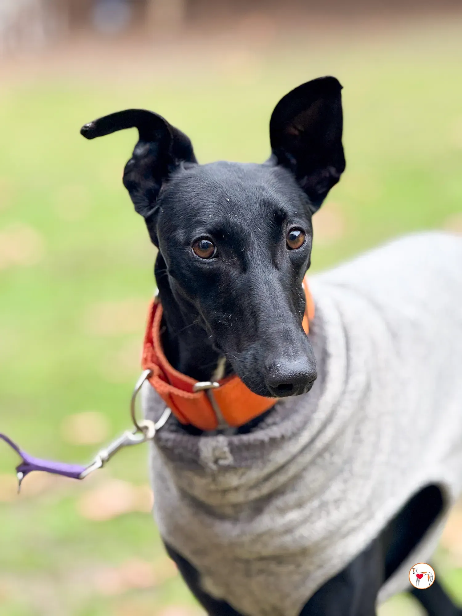 tana galgo adozione 17