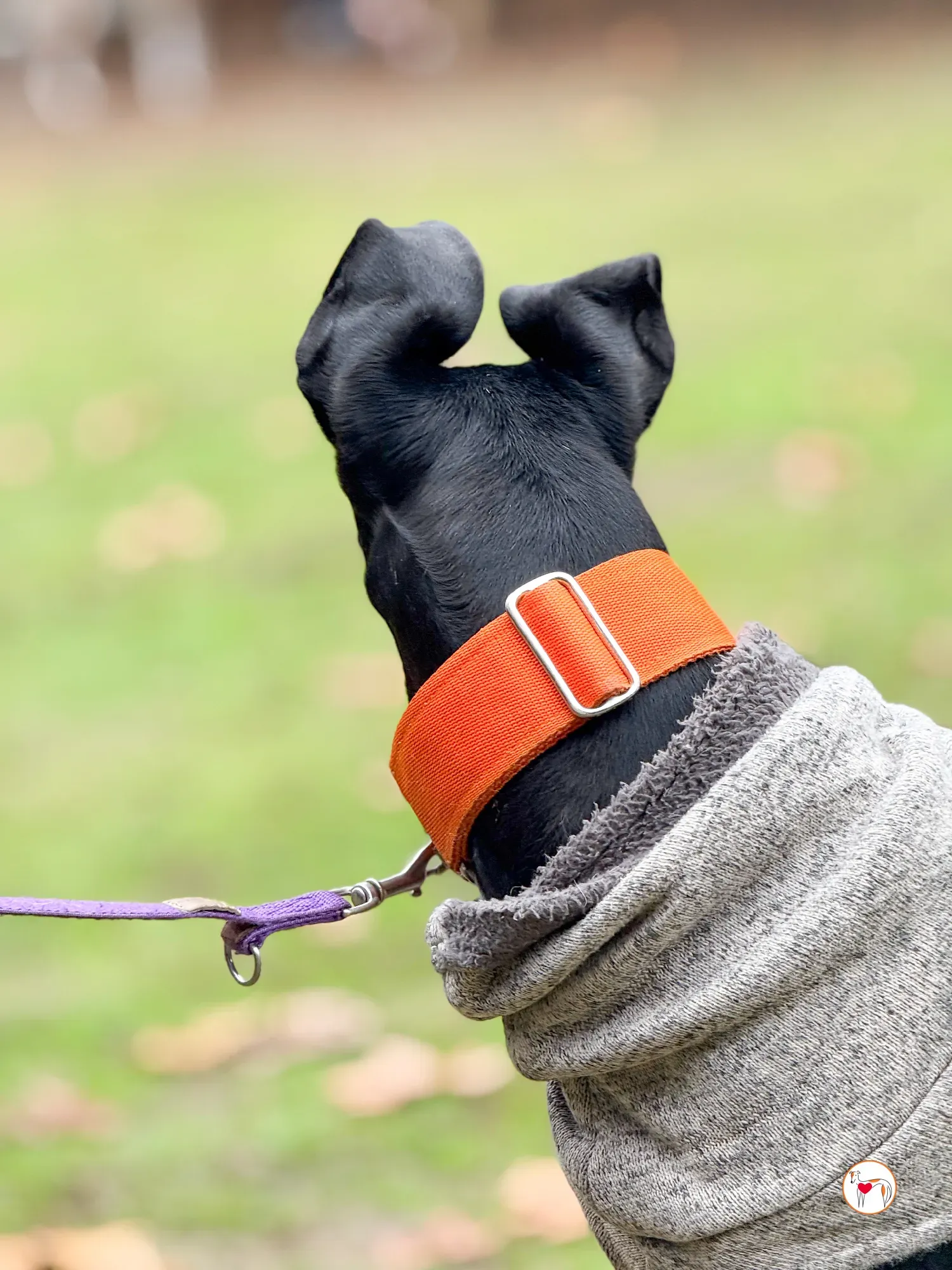 tana galgo adozione 18