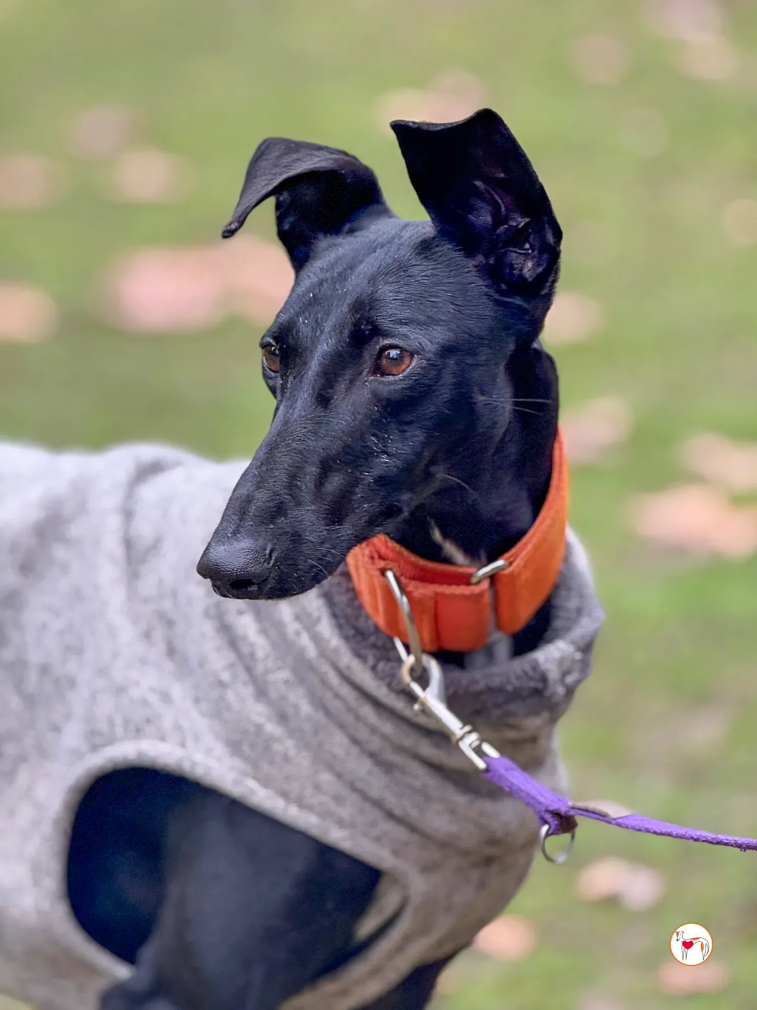 tana galgo adozione 19