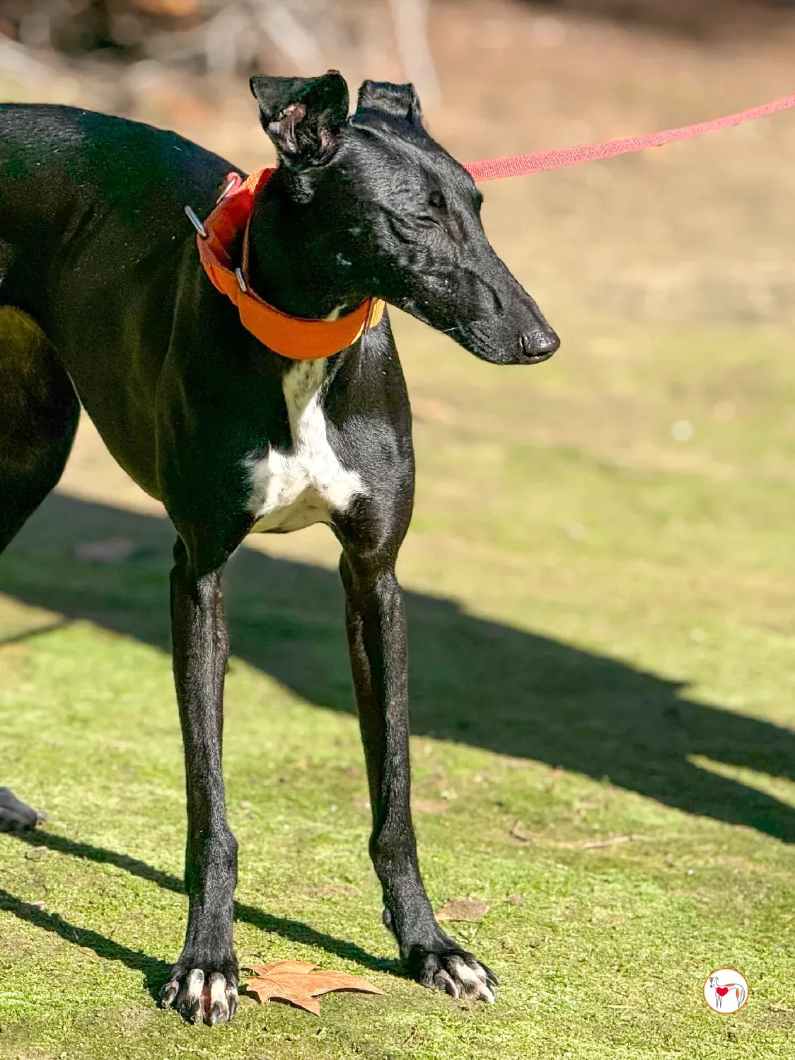 tana galgo adozione 2