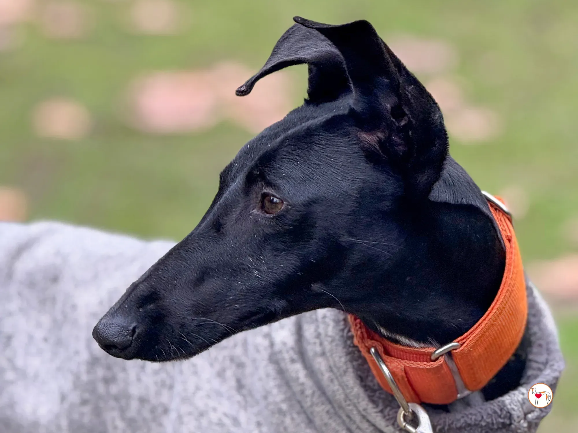 tana galgo adozione 20