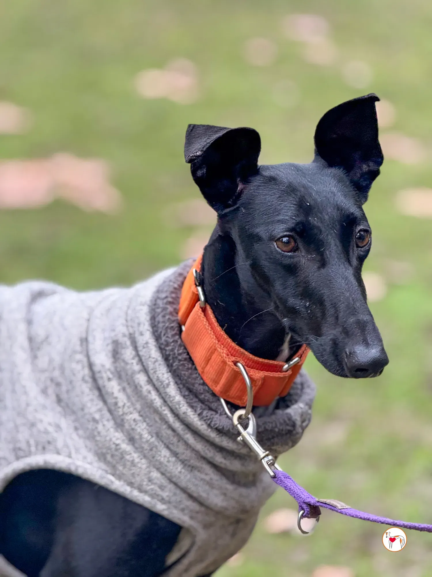 tana galgo adozione 21