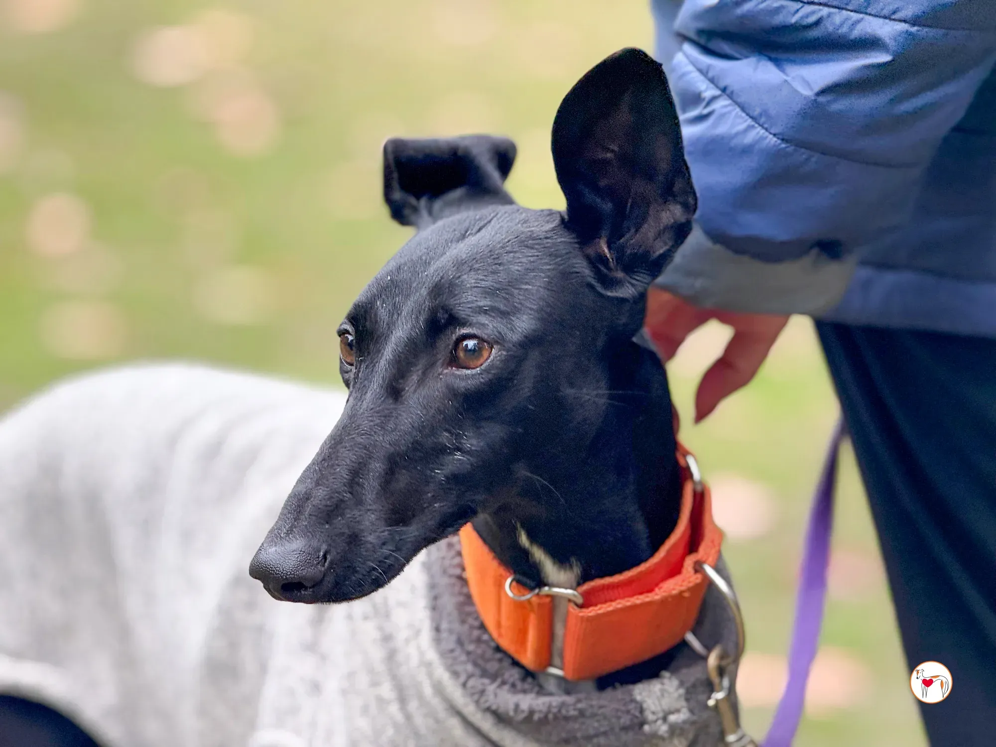 tana galgo adozione 22