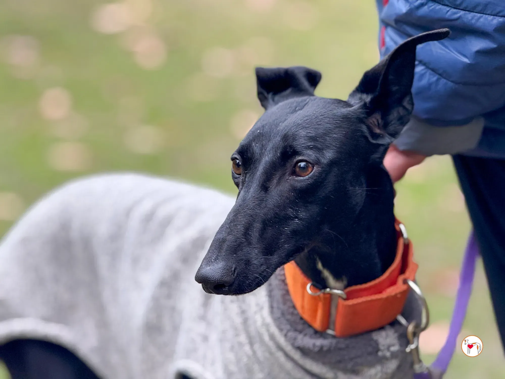 tana galgo adozione 23