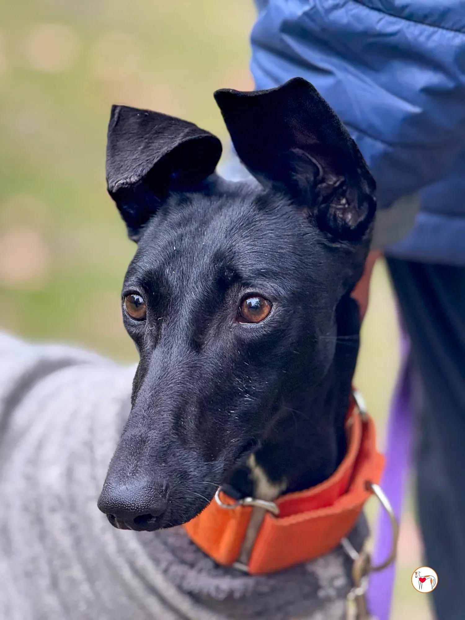 tana galgo adozione 24