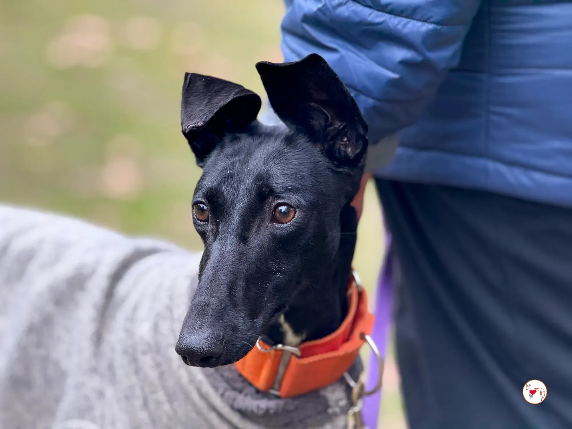 tana galgo adozione 25