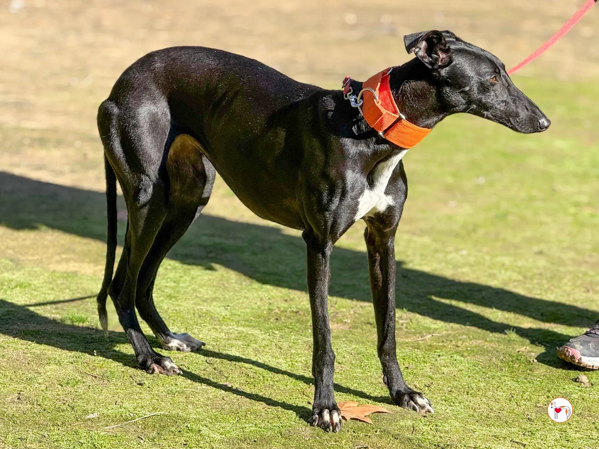 tana galgo adozione 3