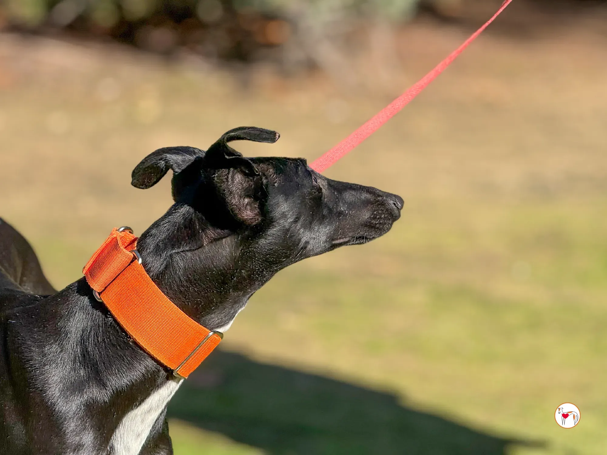 tana galgo adozione 4