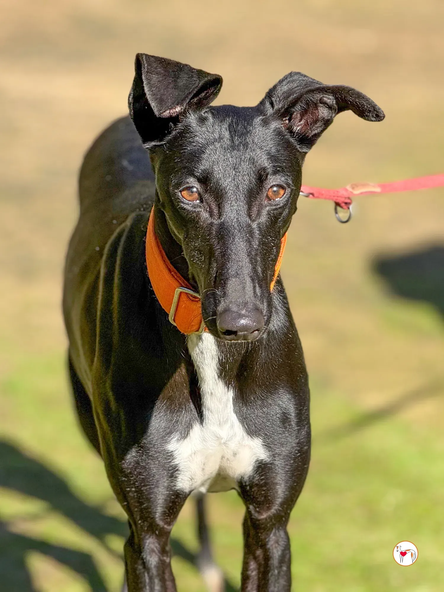 tana galgo adozione 5