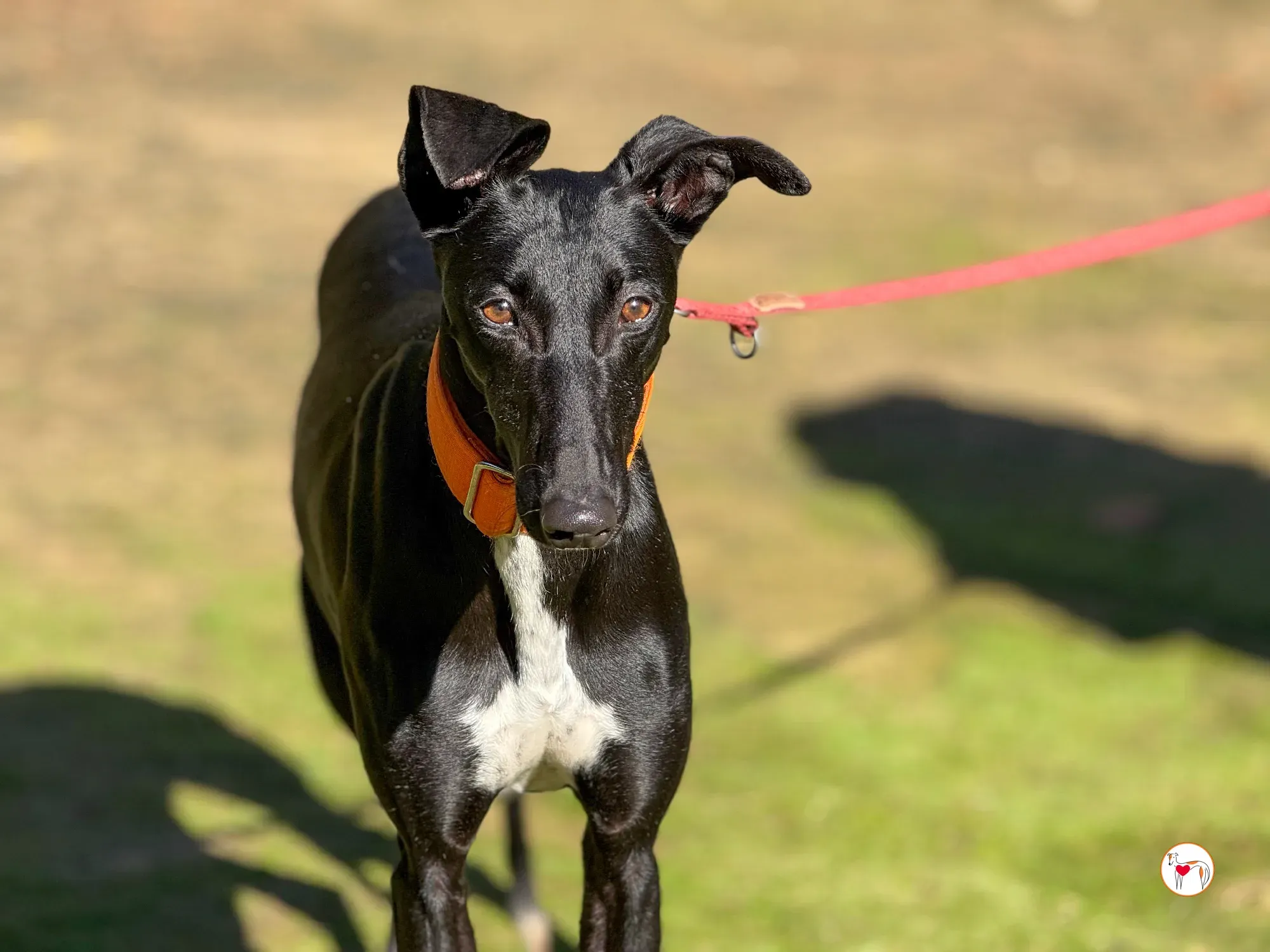 tana galgo adozione 6