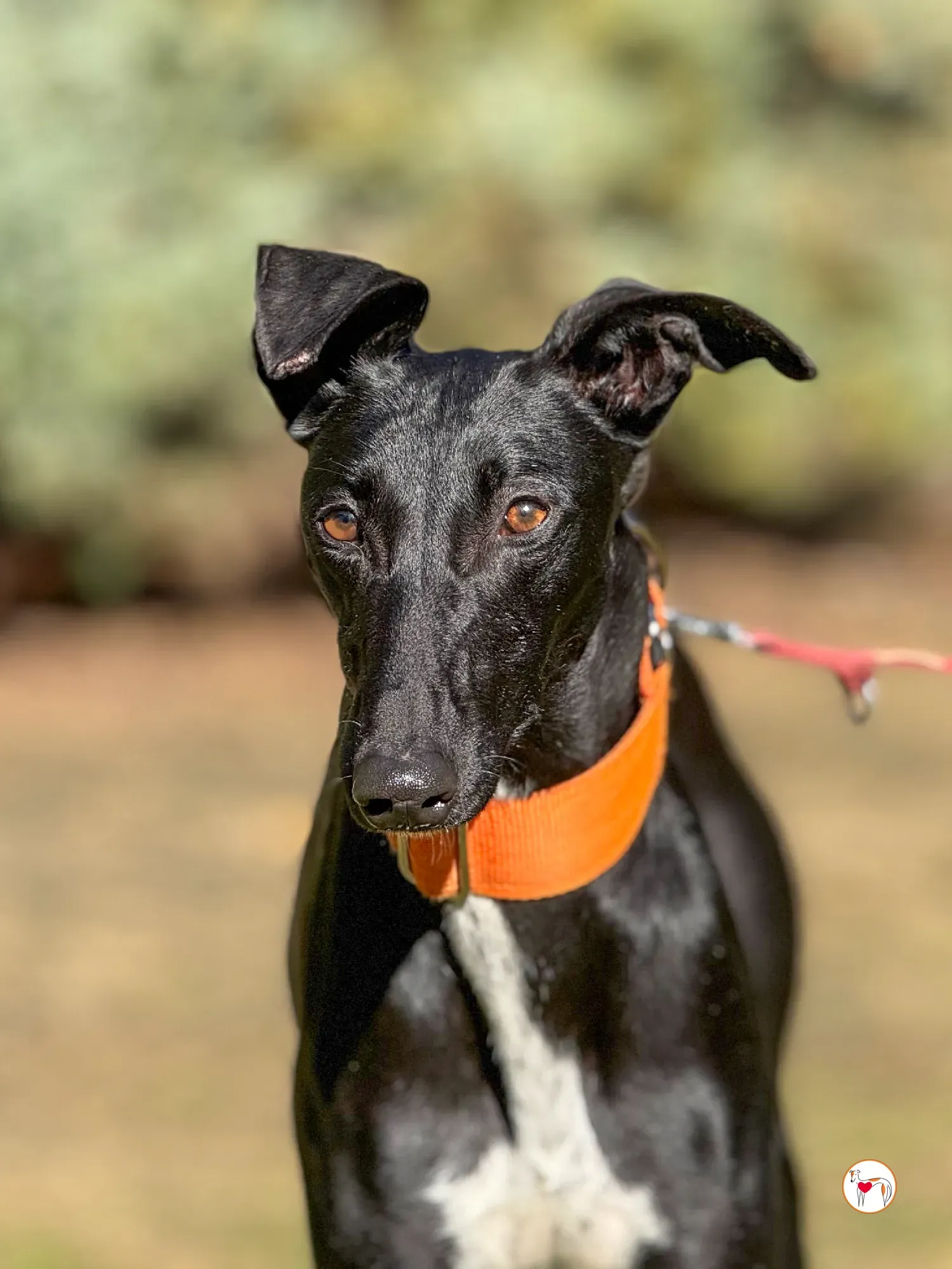 tana galgo adozione 7