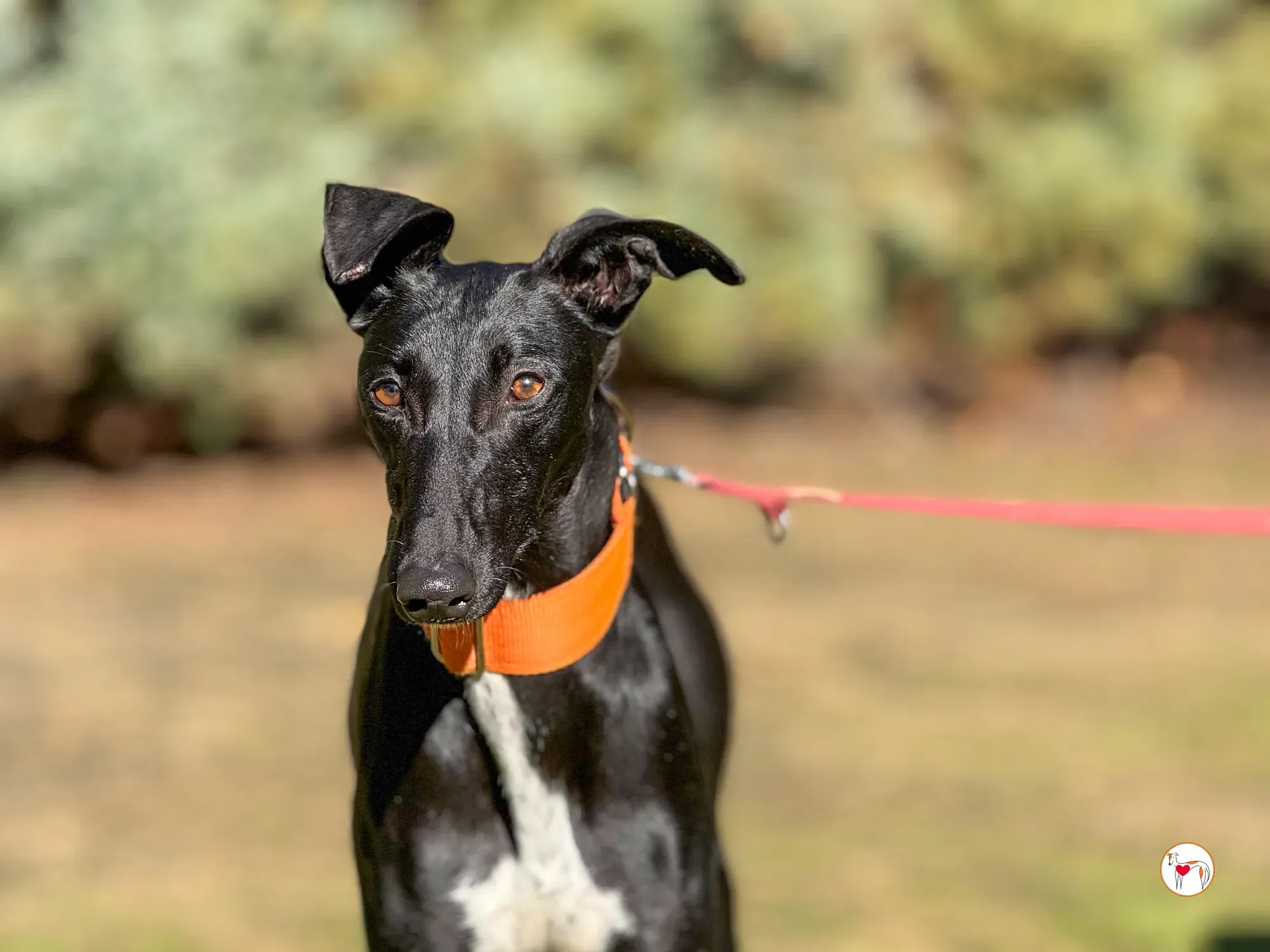 tana galgo adozione 8