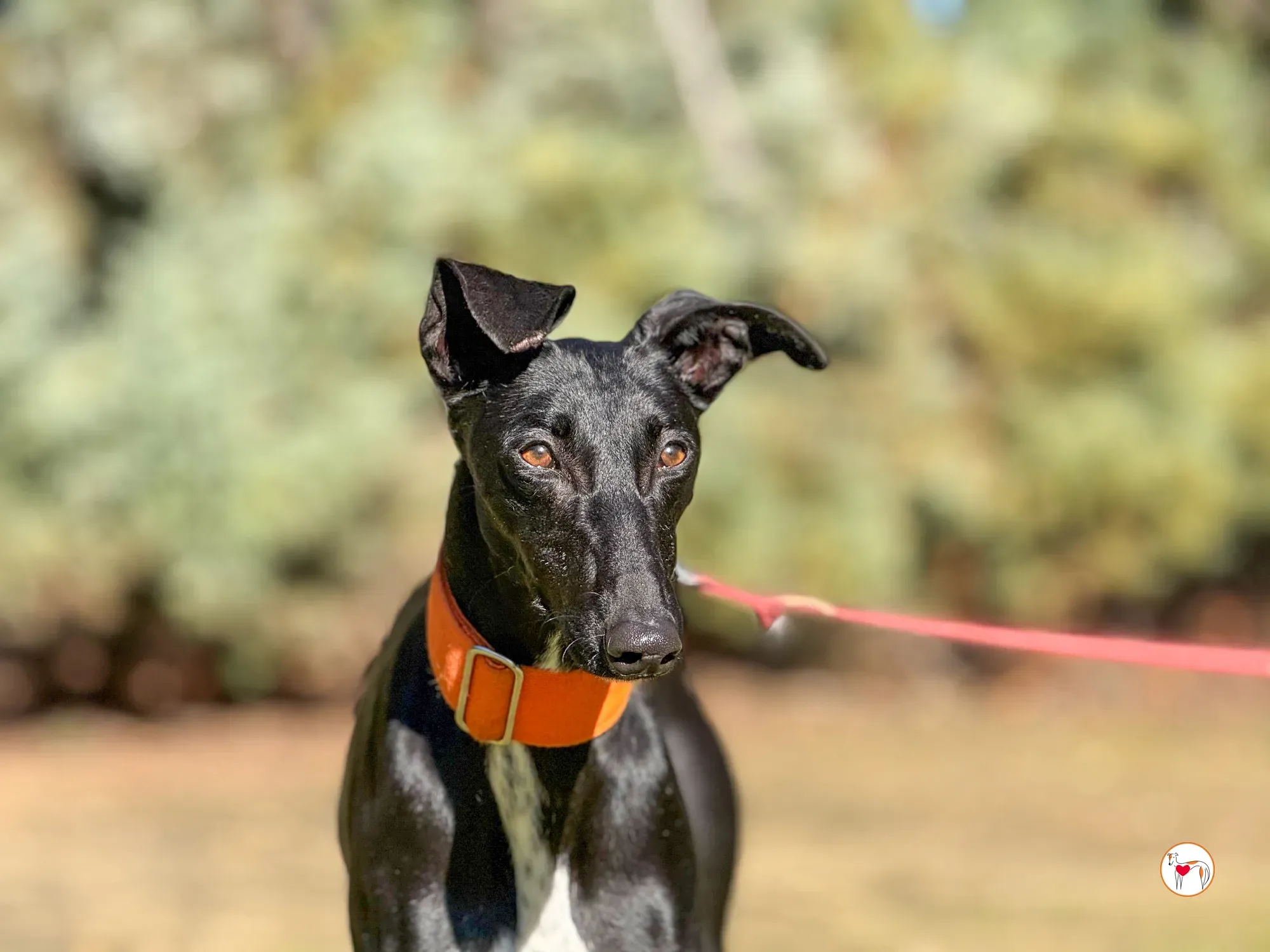 tana galgo adozione 9