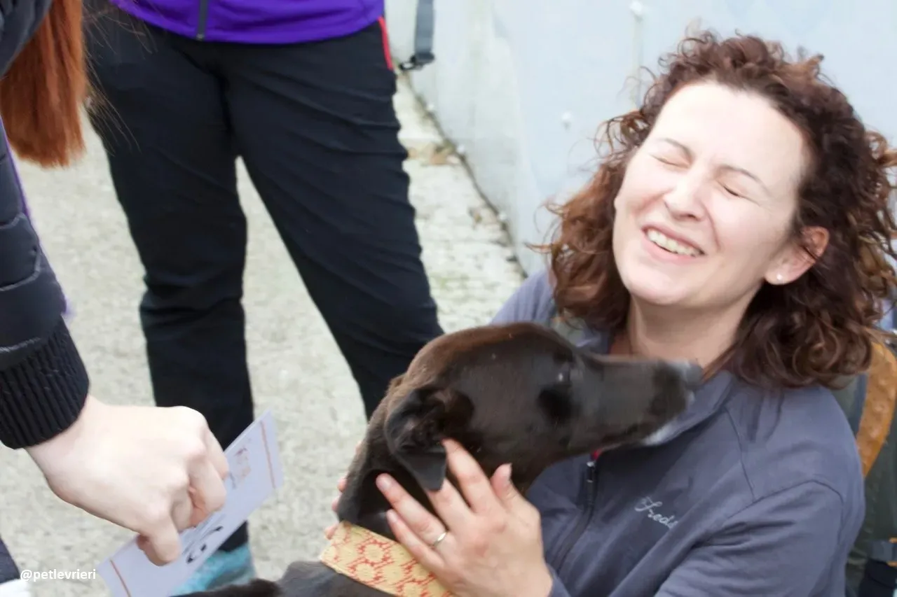 tang adozione greyhound 1