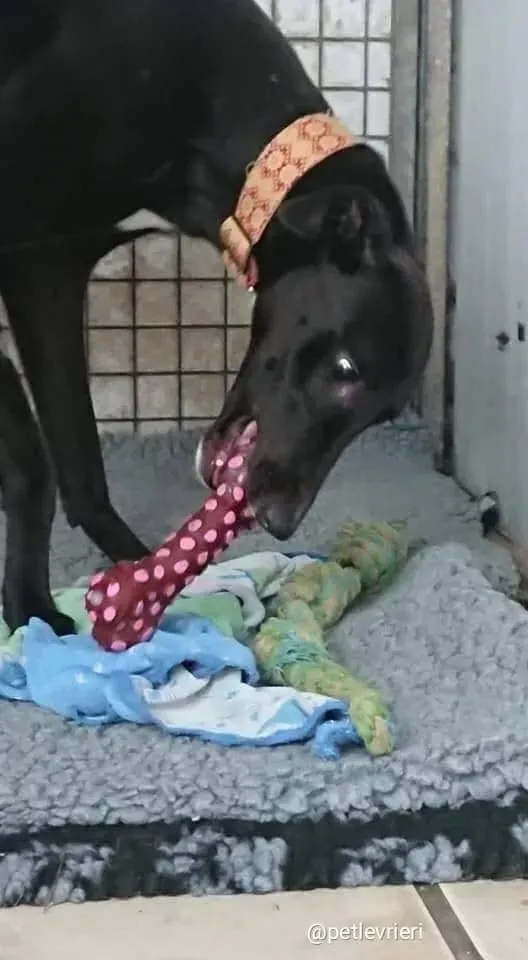 tang adozione greyhound 11 1