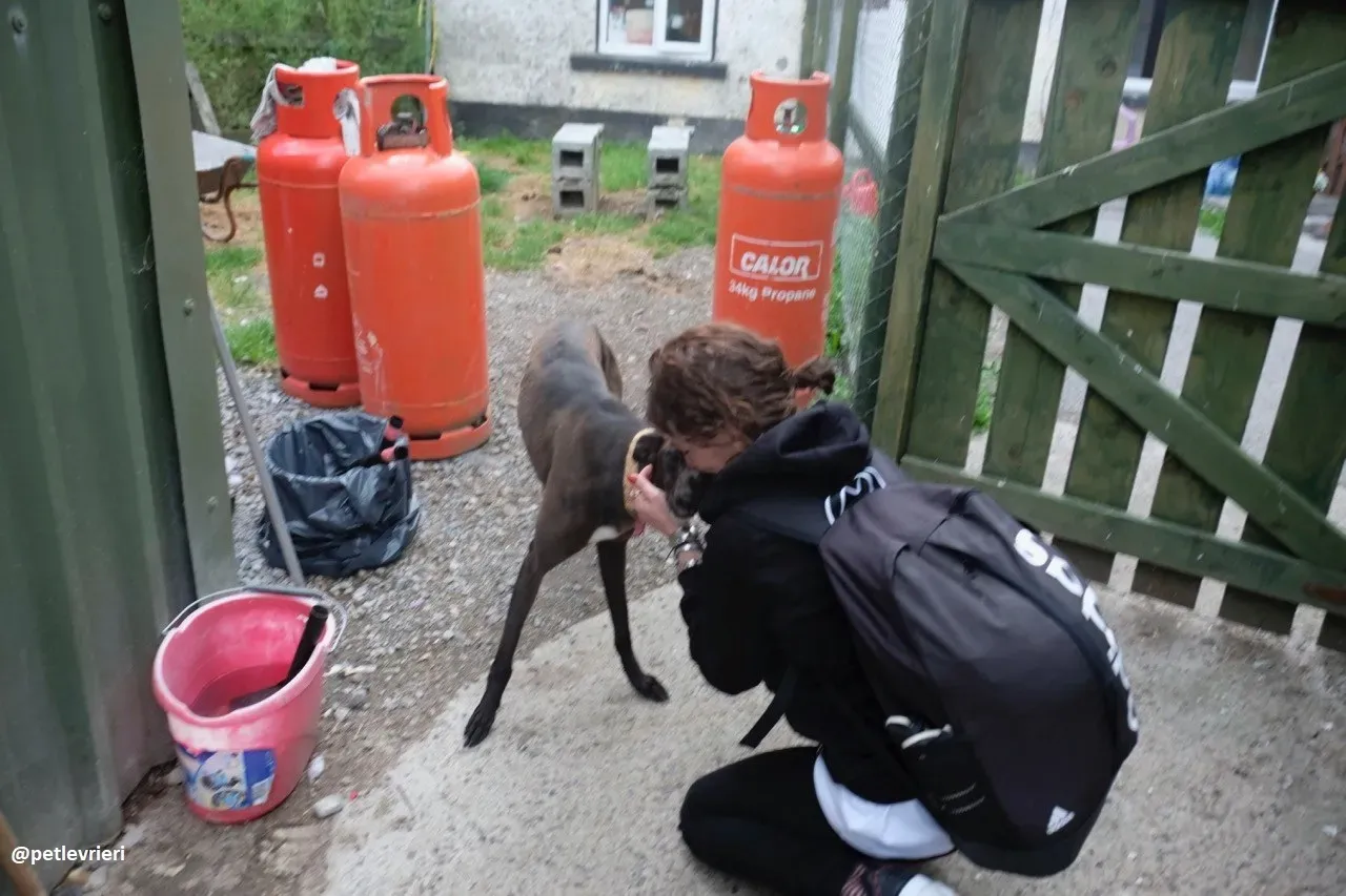 tang adozione greyhound 11