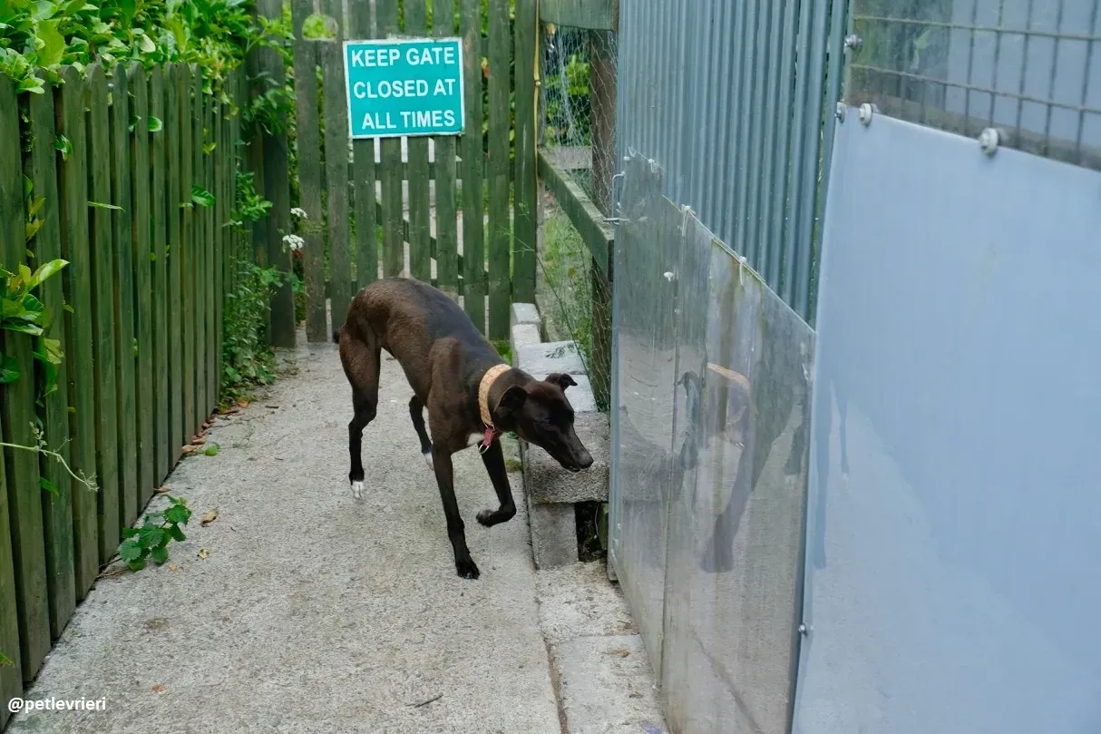 tang adozione greyhound 13