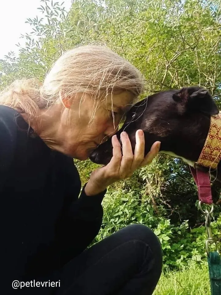 tang adozione greyhound 14