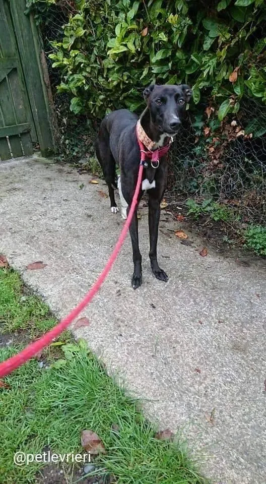 tang adozione greyhound 3 2