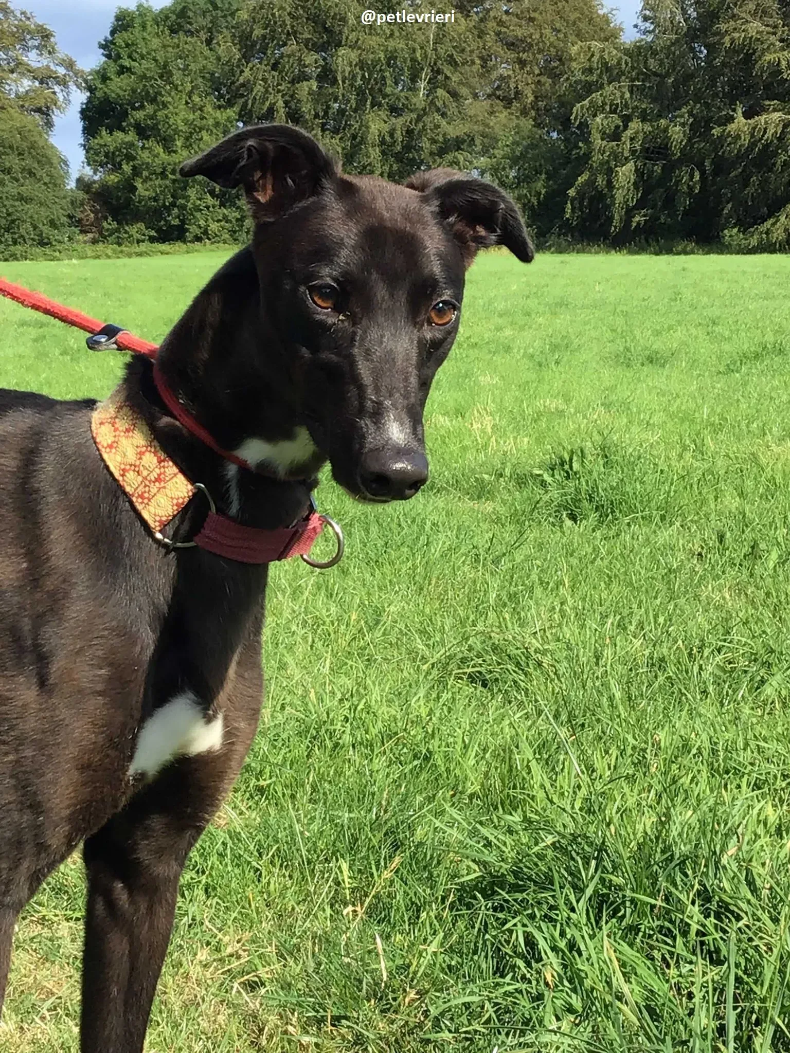 tang adozione greyhound 5 1