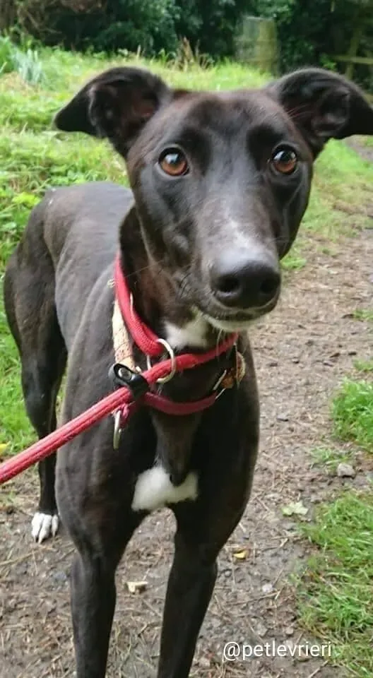 tang adozione greyhound 5 2