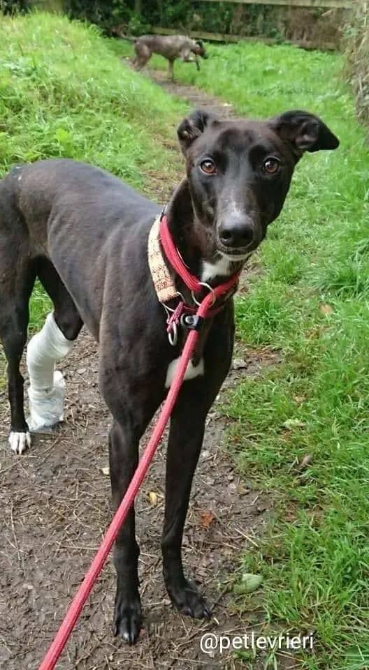 tang adozione greyhound 6 2