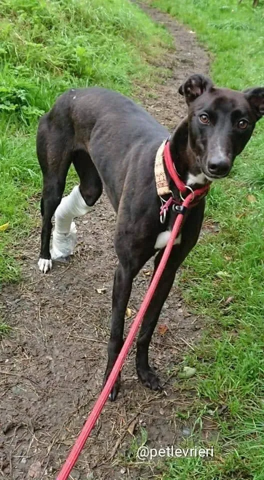 tang adozione greyhound 7 3