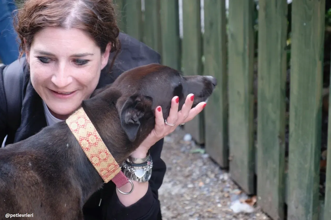 tang adozione greyhound 7