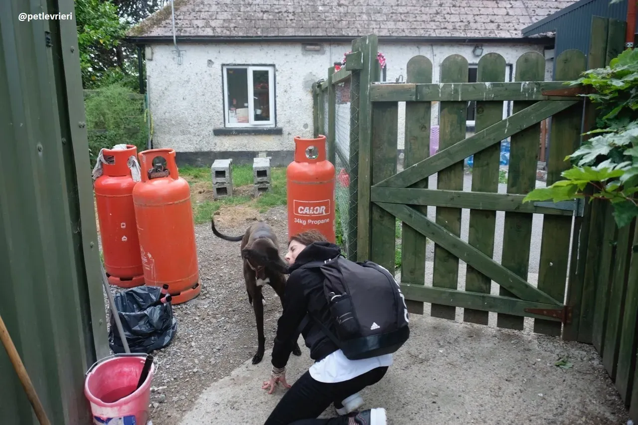 tang adozione greyhound 9