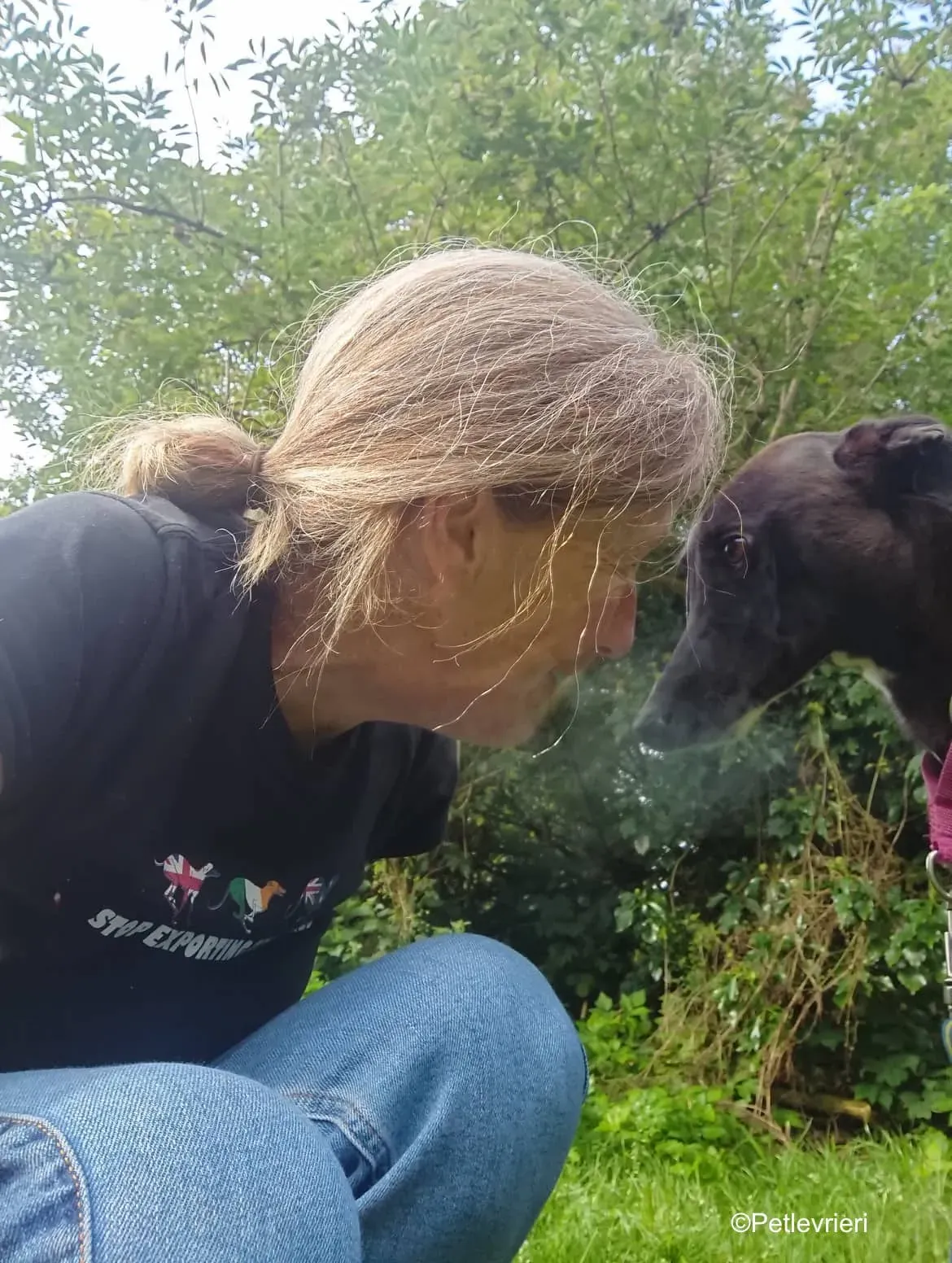 tang adozione levrieri greyhound 5