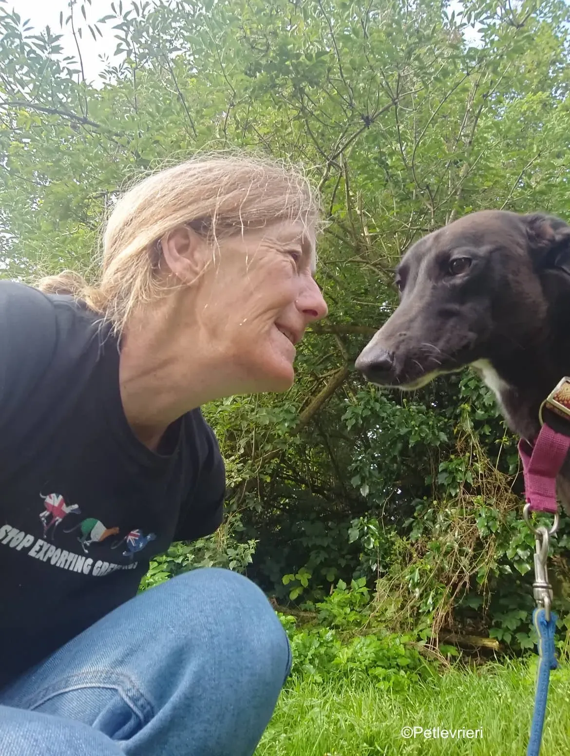 tang adozione levrieri greyhound 6