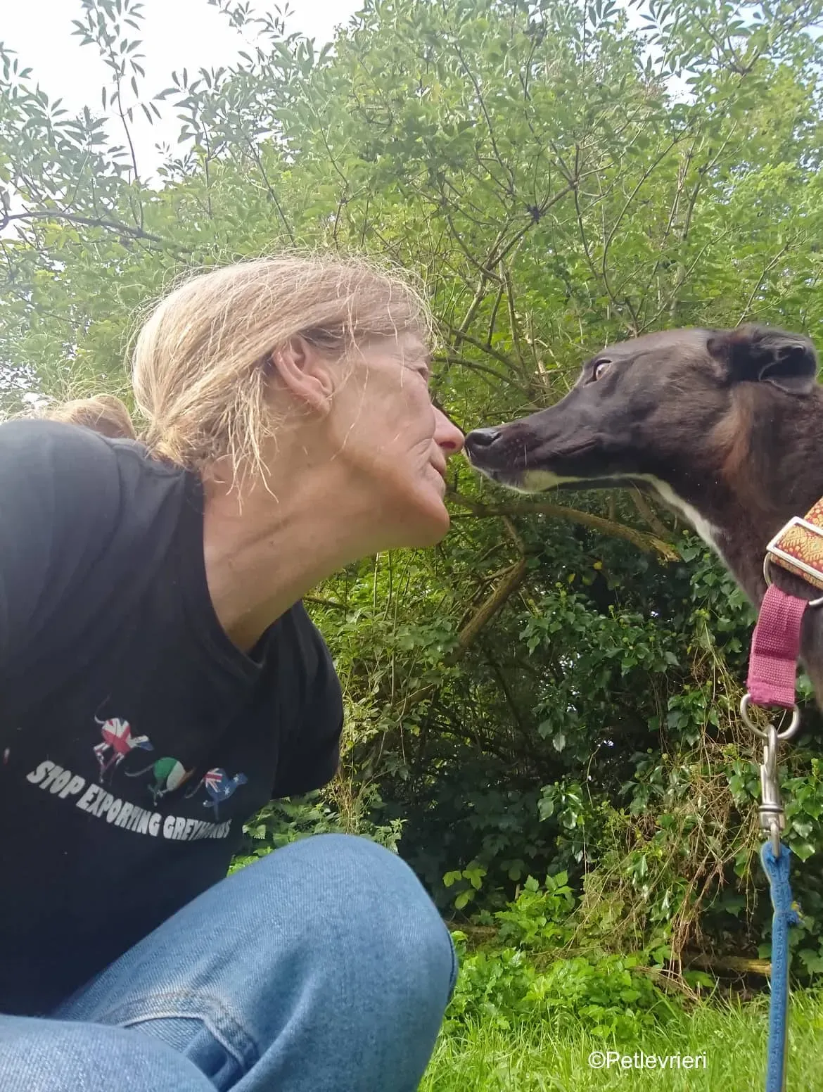 tang adozione levrieri greyhound 7