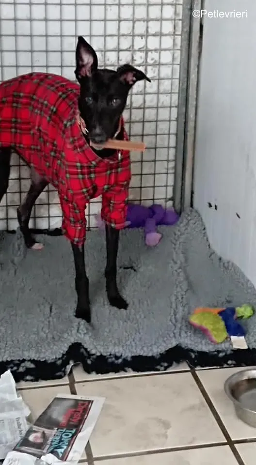 tang adozione levrieri greyhound