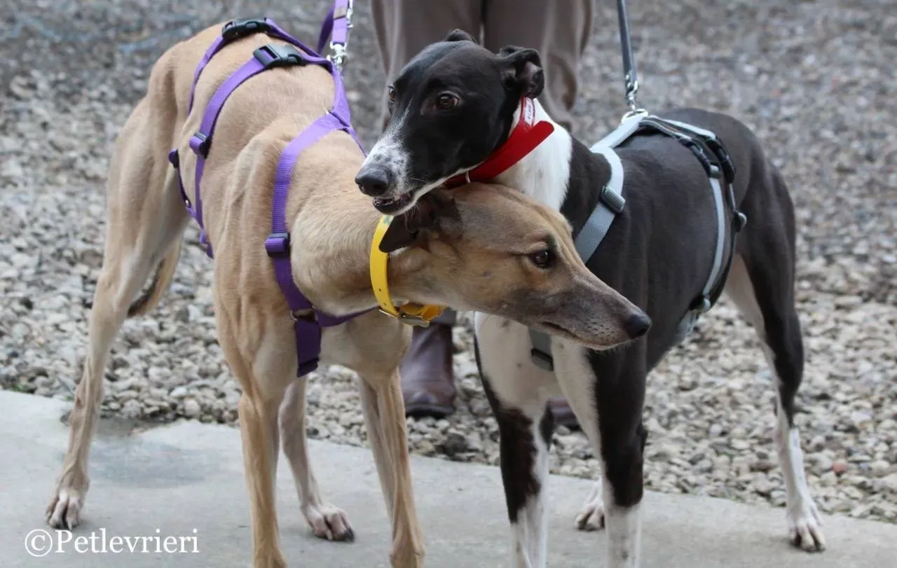 taniard adozione levrieri greyhound 1