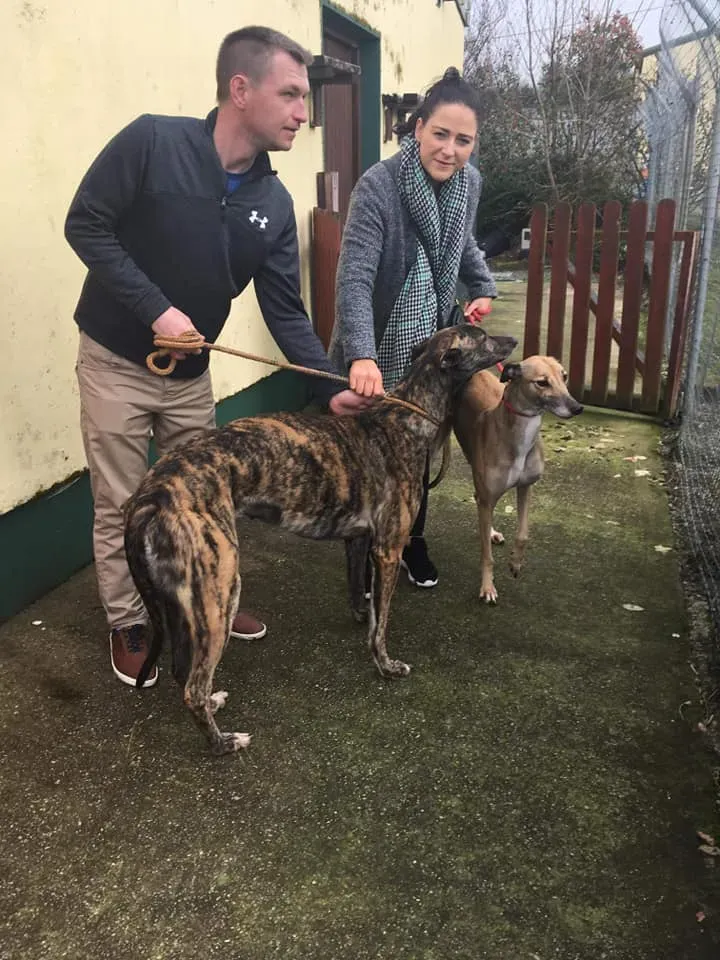 taniard e bingo adozione levrieri greyhound 1 1