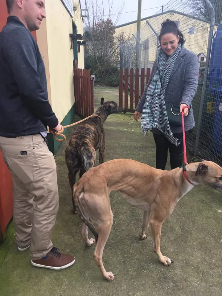 taniard e bingo adozione levrieri greyhound 2 1
