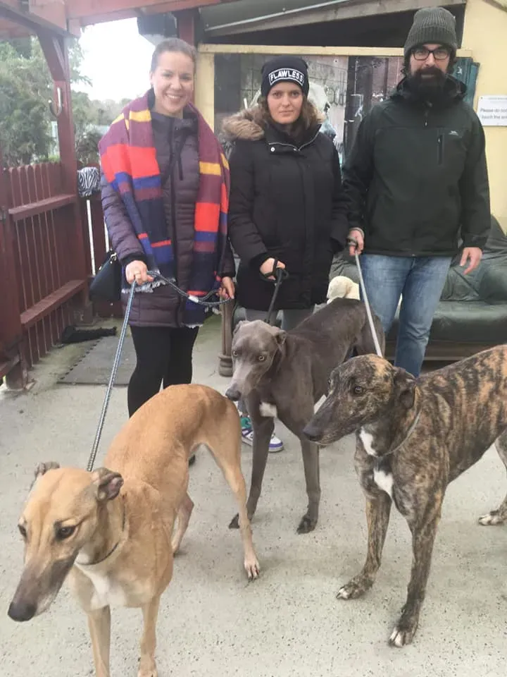 taniard e bingo adozione levrieri greyhound 3 1