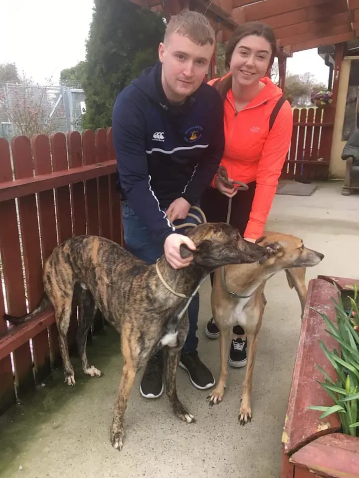 taniard e bingo adozione levrieri greyhound 4 1