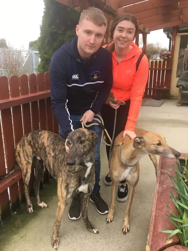 taniard e bingo adozione levrieri greyhound 5 1